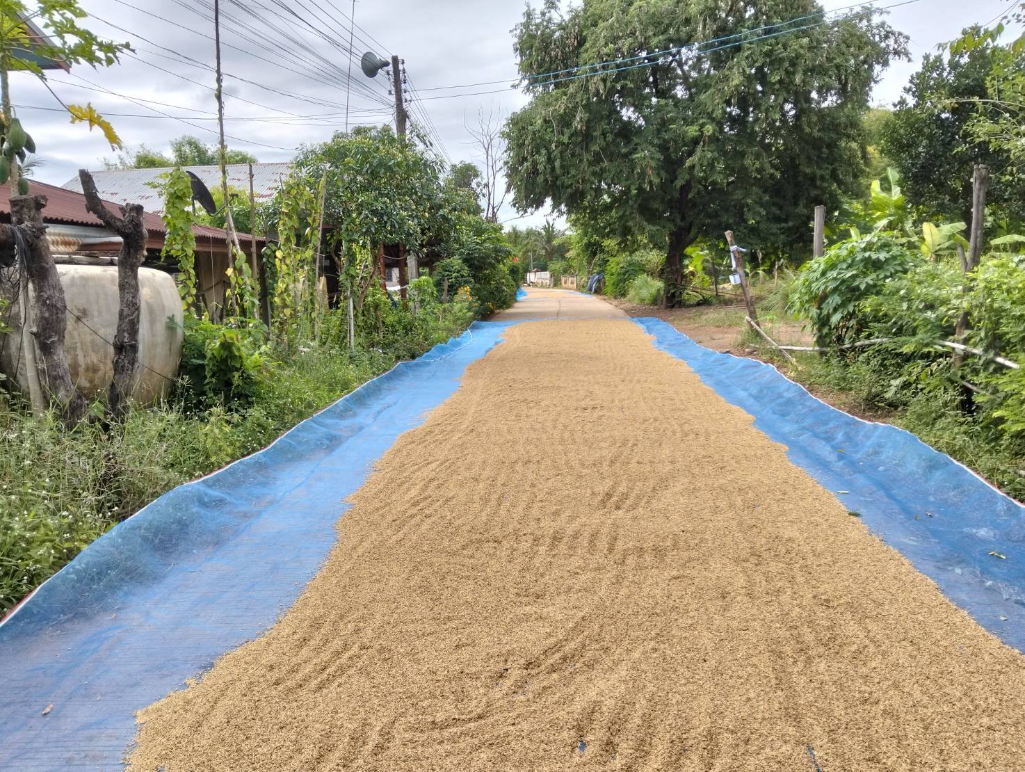 ตำรวจเอาจริงเตือนชาวนา 582531542 1464505579015030 7392131141097771808 n