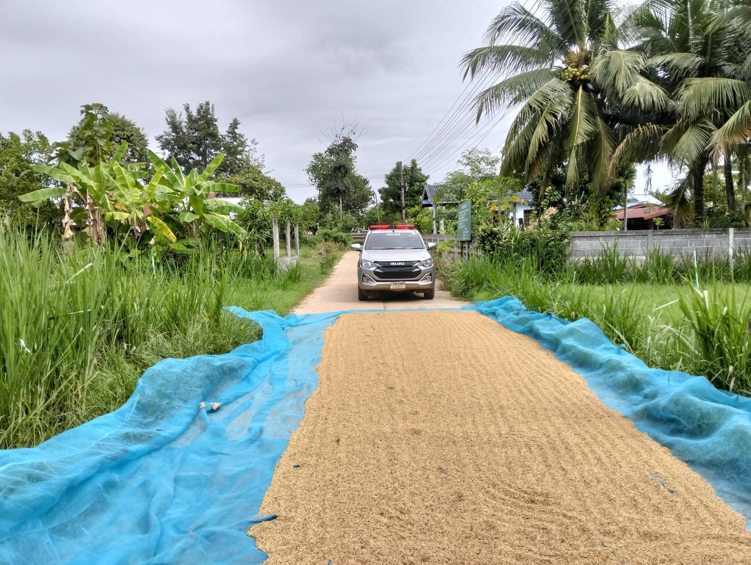 ตำรวจเอาจริงเตือนชาวนา 582532295 1464505509015037 2477221184494895978 n