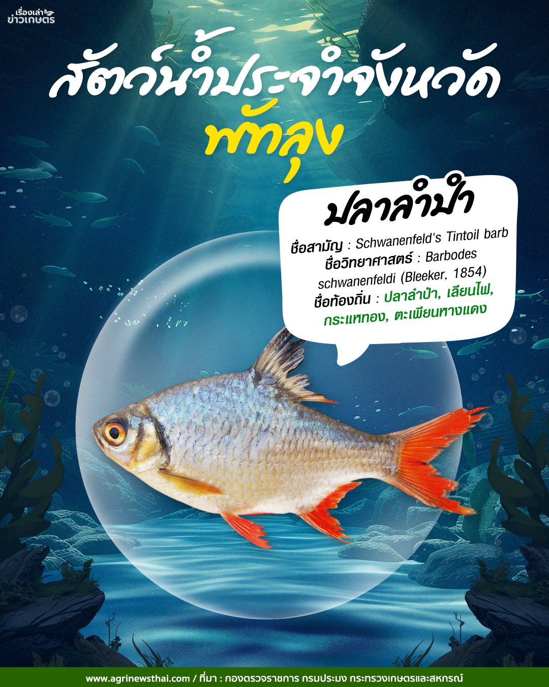 สัตว์น้ำประจำจังหวัดภาคใต้ 18 582914722 1647564479897261 4294794785703521521 n