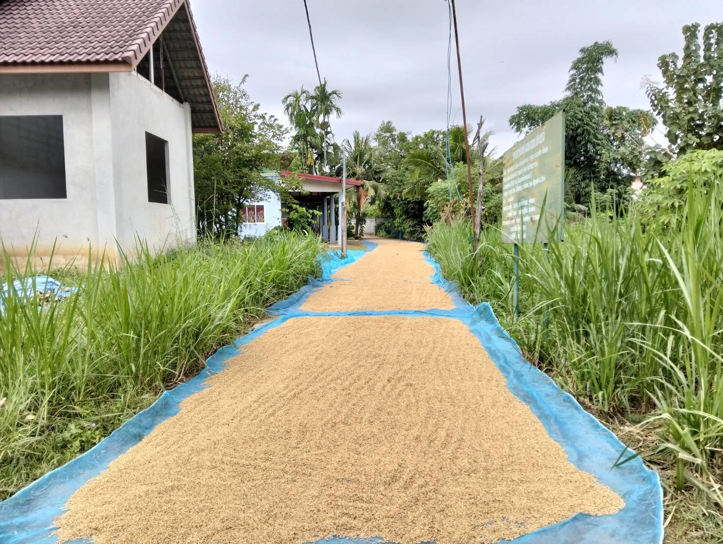 ตำรวจเอาจริงเตือนชาวนา 583020000 1464505622348359 66485647358019378 n