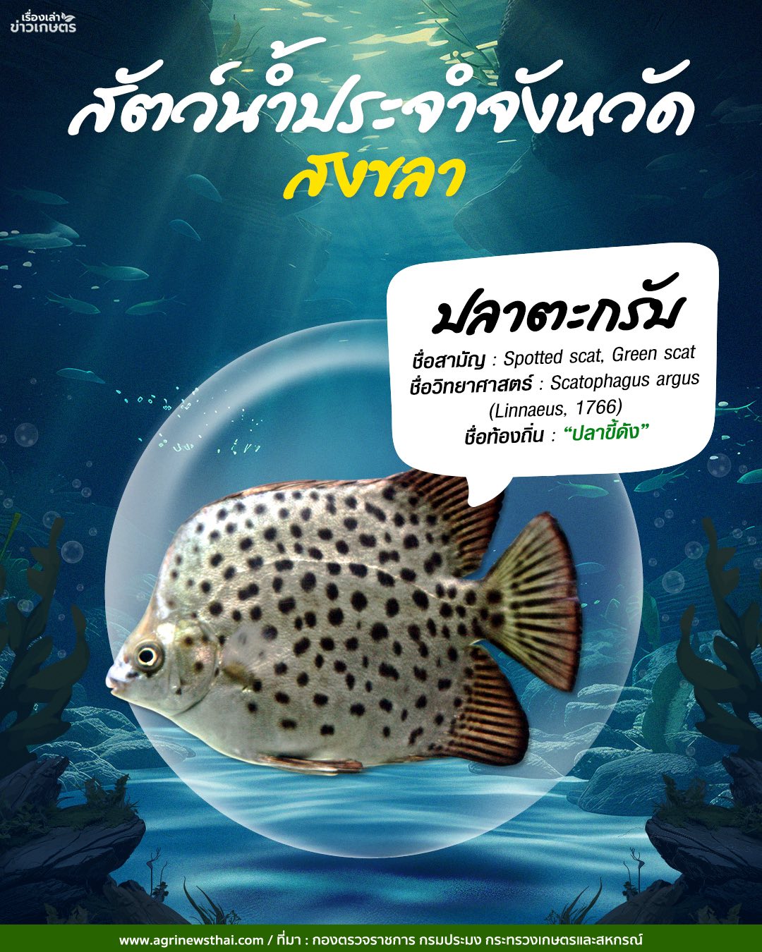 สัตว์น้ำประจำจังหวัดภาคใต้ 22 583239193 1647564563230586 3081272244207532559 n
