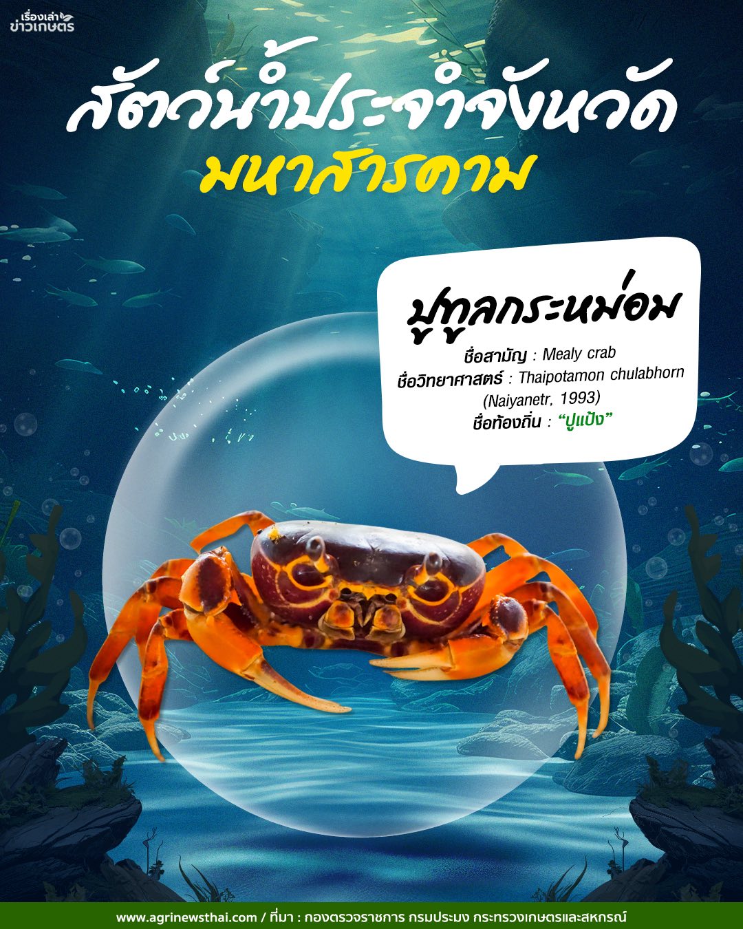 สัตว์น้ำประจำจังหวัดภาคอีสาน 9 583245528 1648088116511564 4767198463098580589 n