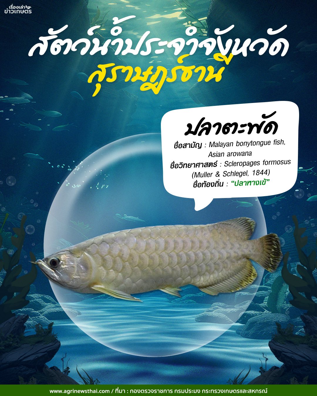 สัตว์น้ำประจำจังหวัดภาคใต้ 6 583322769 1647564516563924 4942287710180833056 n