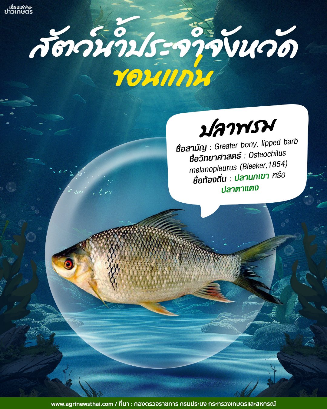 สัตว์น้ำประจำจังหวัดภาคอีสาน 3 583322780 1648088206511555 7762802908961654172 n