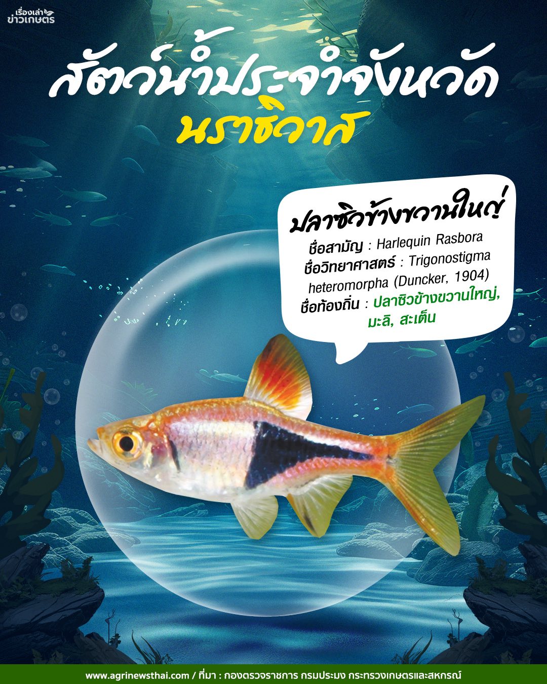 สัตว์น้ำประจำจังหวัดภาคใต้ 28 583853684 1647564583230584 7856729817299695551 n