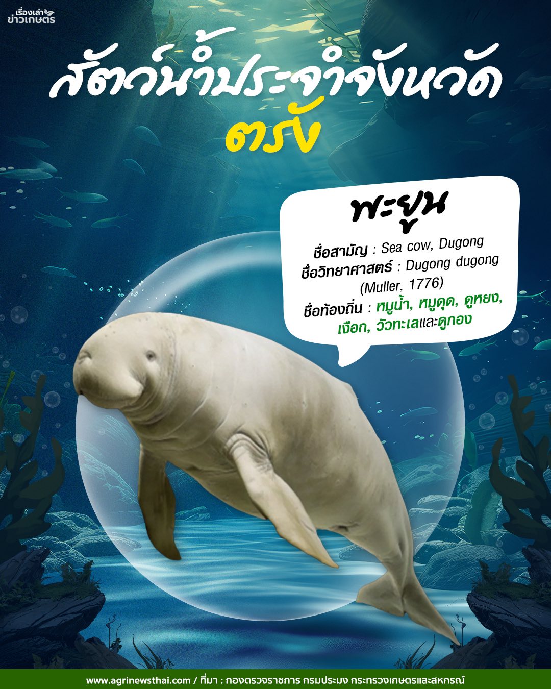 สัตว์น้ำประจำจังหวัดภาคใต้ 10 584092355 1647564539897255 4793779548047983566 n