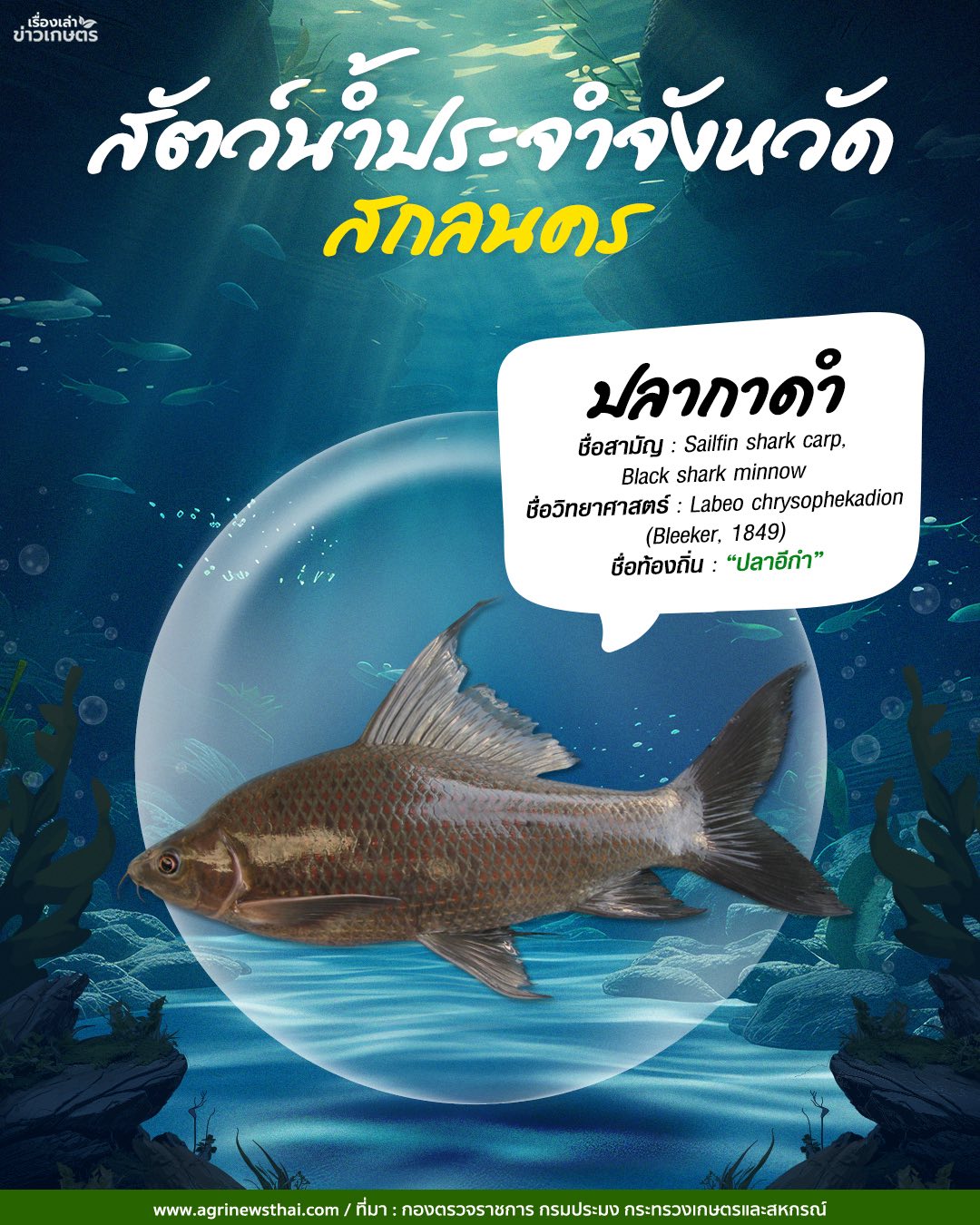 สัตว์น้ำประจำจังหวัดภาคอีสาน 14 584289556 1648088059844903 5644467150668991154 n
