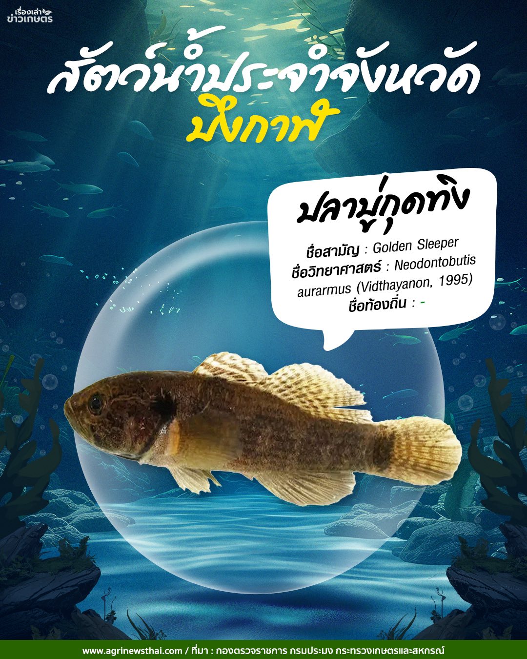 สัตว์น้ำประจำจังหวัดภาคอีสาน 7 584294209 1648088376511538 308019490325485541 n