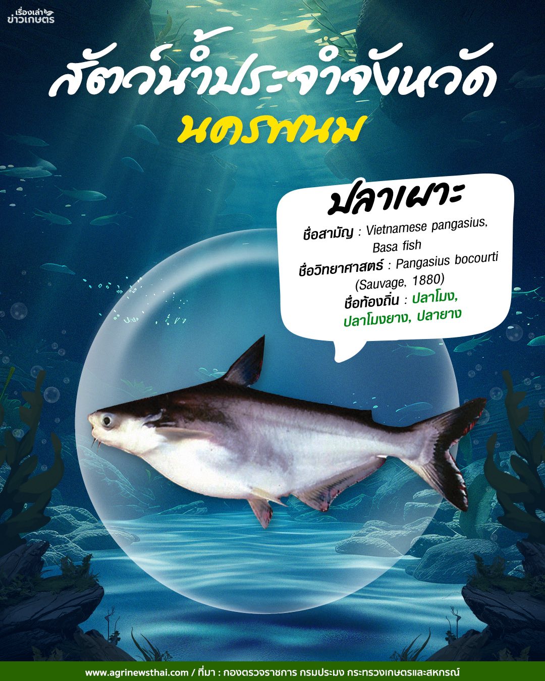 สัตว์น้ำประจำจังหวัดภาคอีสาน 5 584354604 1648087093178333 4090811737605905806 n