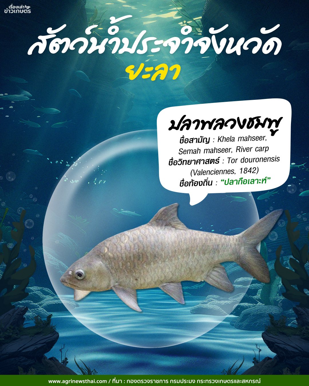 สัตว์น้ำประจำจังหวัดภาคใต้ 24 584410028 1647564099897299 6597314035525345757 n