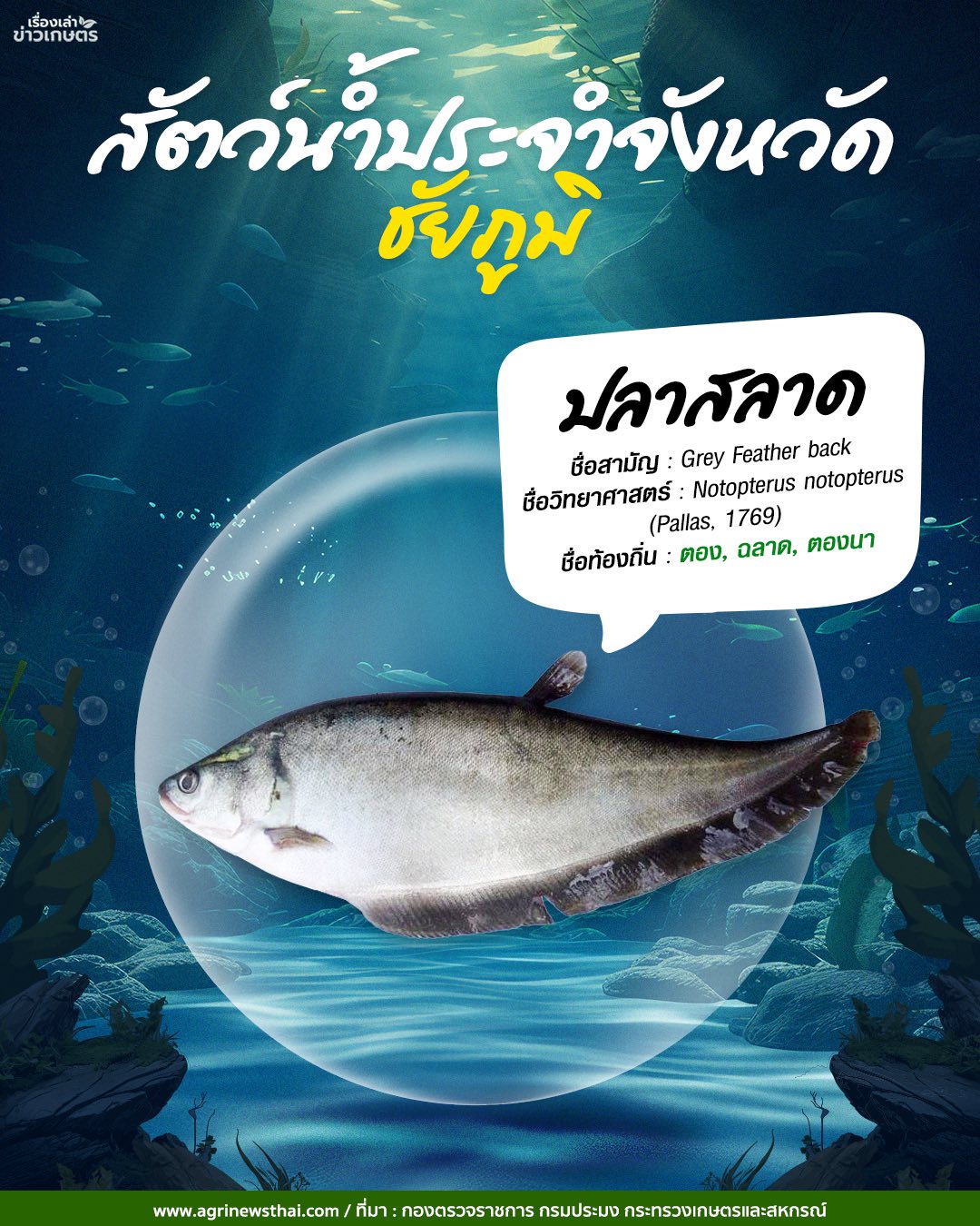 สัตว์น้ำประจำจังหวัดภาคอีสาน 4 584528265 1648088306511545 1828776811842938608 n