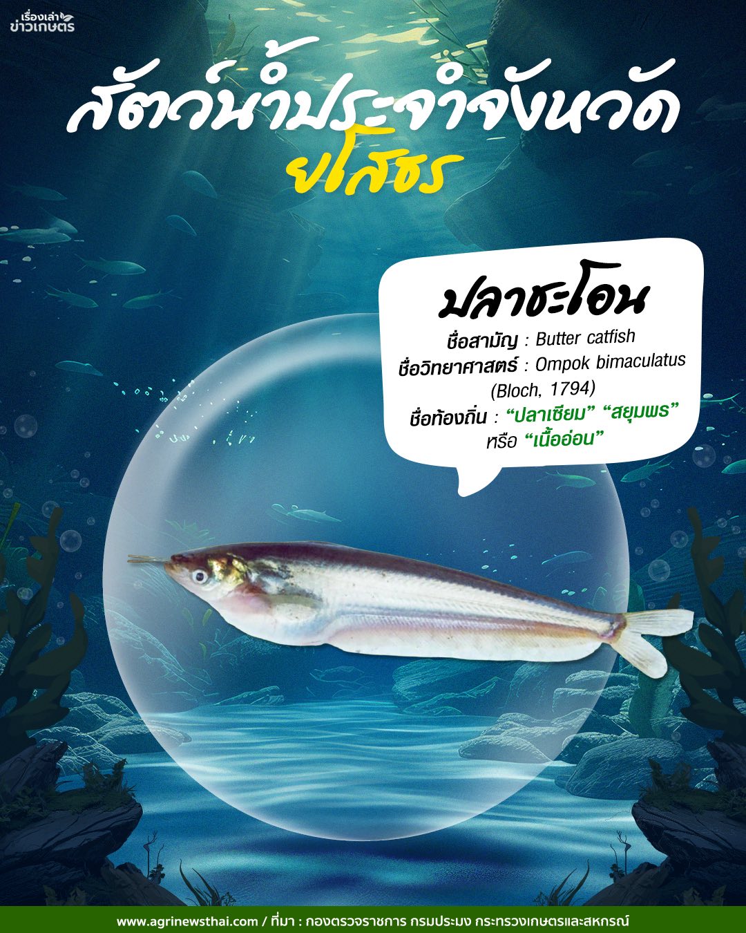 สัตว์น้ำประจำจังหวัดภาคอีสาน 10 584535088 1648088179844891 7277188461220209987 n