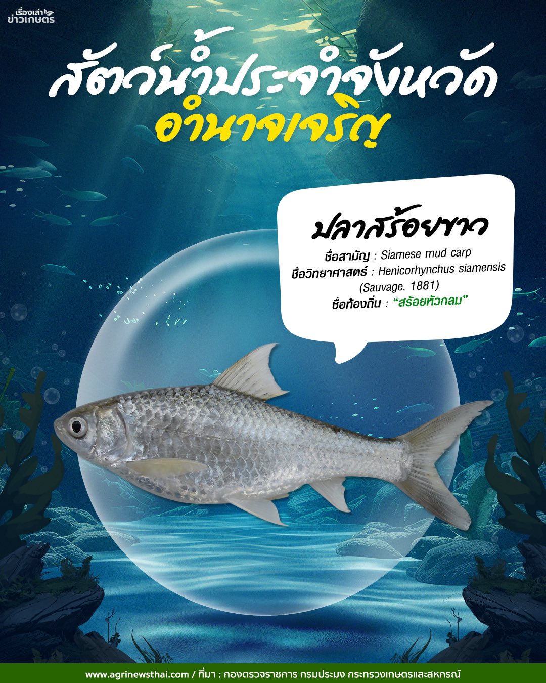 สัตว์น้ำประจำจังหวัดภาคอีสาน 18 584585288 1648086006511775 6753138817743327274 n