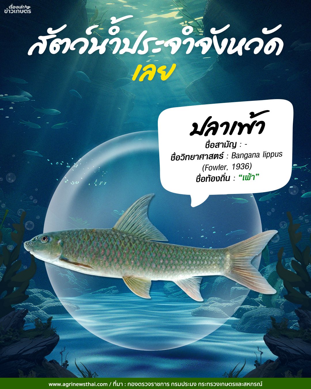 สัตว์น้ำประจำจังหวัดภาคอีสาน 12 584599220 1648088096511566 5733843831913408278 n