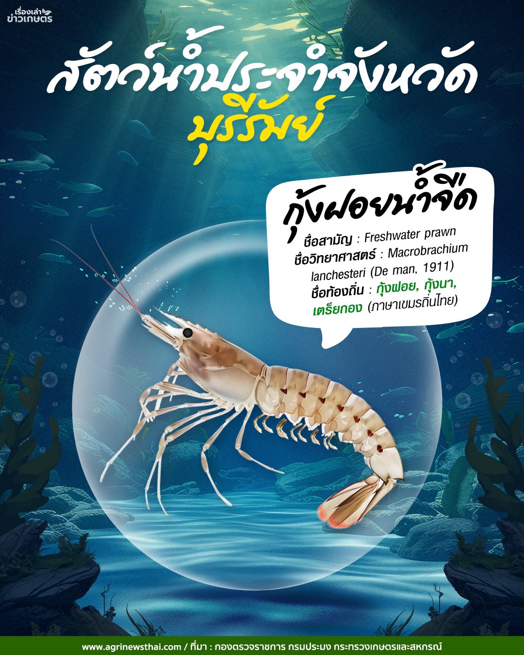 สัตว์น้ำประจำจังหวัดภาคอีสาน 8 584663109 1648088249844884 1691464257012691941 n 2