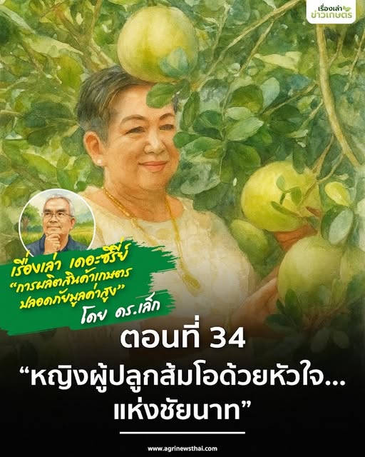 เรื่องเล่าเดอะซีรีส์ ตอนที่ 34 “หญิงผู้ปลูกส้มโอด้วยหัวใจ…แห่งชัยนาท” 5 584879683 1649729956347380 8915056081201267357 n