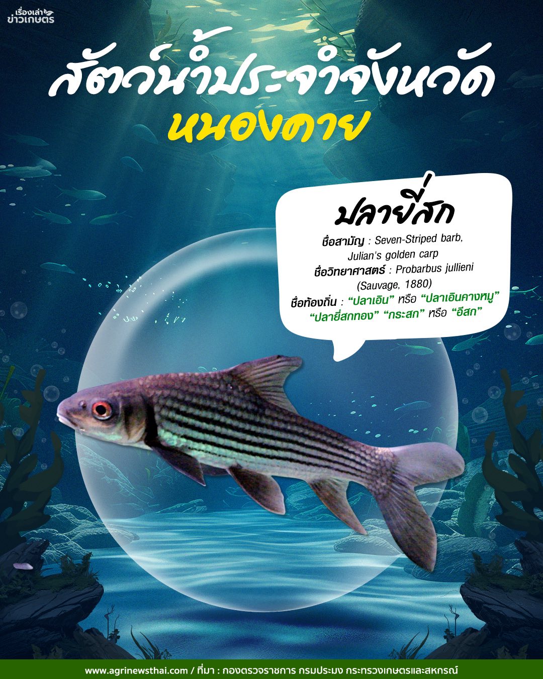 สัตว์น้ำประจำจังหวัดภาคอีสาน 16 584900576 1648088136511562 8144260692218696047 n