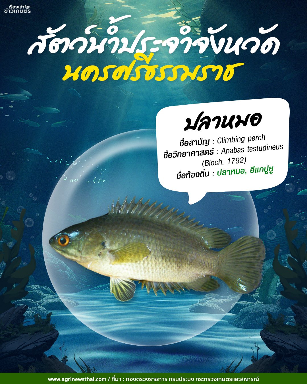 สัตว์น้ำประจำจังหวัดภาคใต้ 8 584902117 1647564243230618 1970011390116220395 n