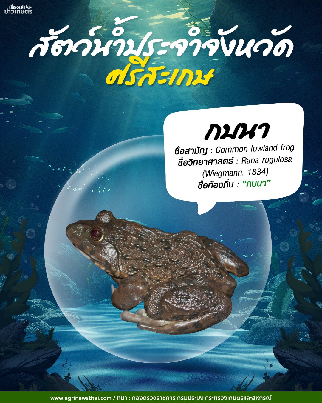 สัตว์น้ำประจำจังหวัดภาคอีสาน 13 584946564 1648088066511569 6555775194396480943 n