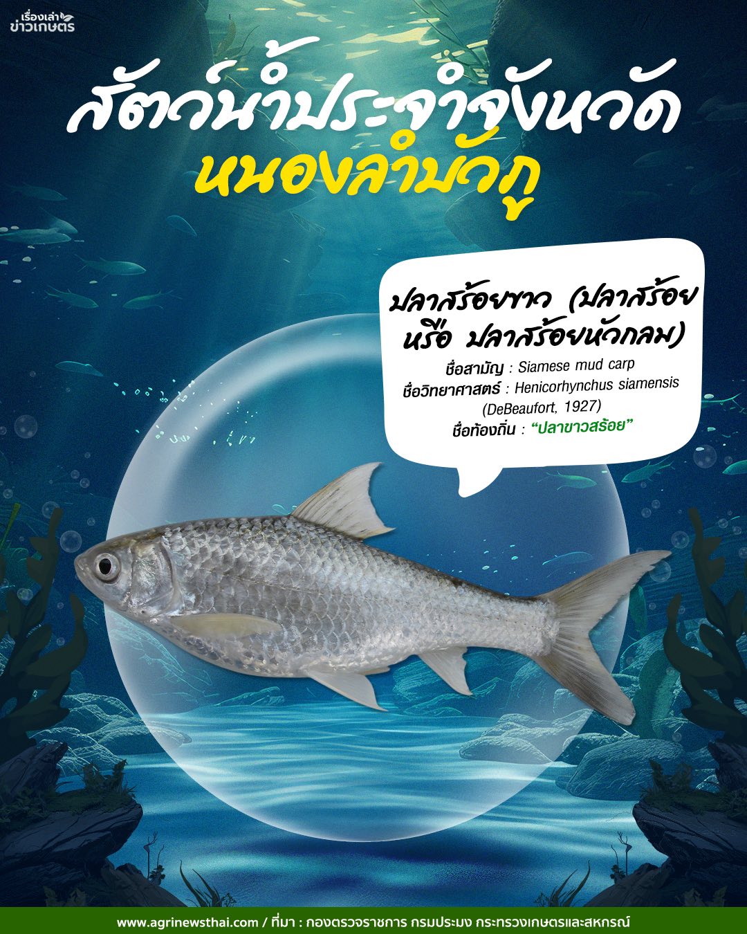 สัตว์น้ำประจำจังหวัดภาคอีสาน 17 584950501 1648088336511542 8126907504009082697 n