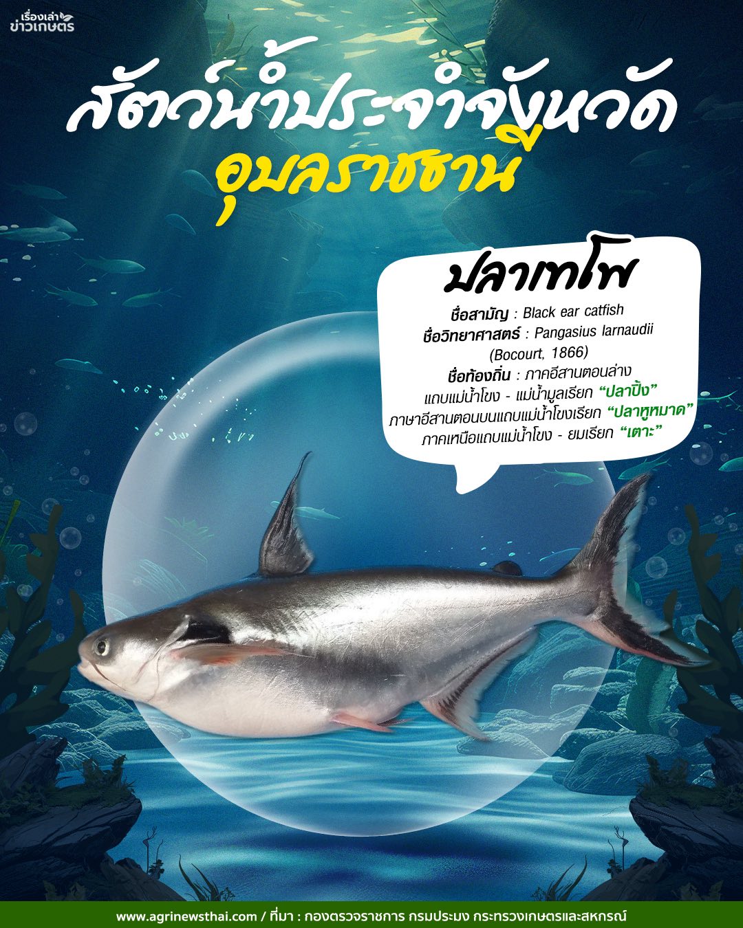 สัตว์น้ำประจำจังหวัดภาคอีสาน 20 584960304 1648088279844881 3052553686838362489 n