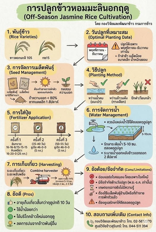 เทคนิคการปลูกข้าวหอมมะลินอกฤดู 2 587885416 1655640322423010 7226530786832013630 n