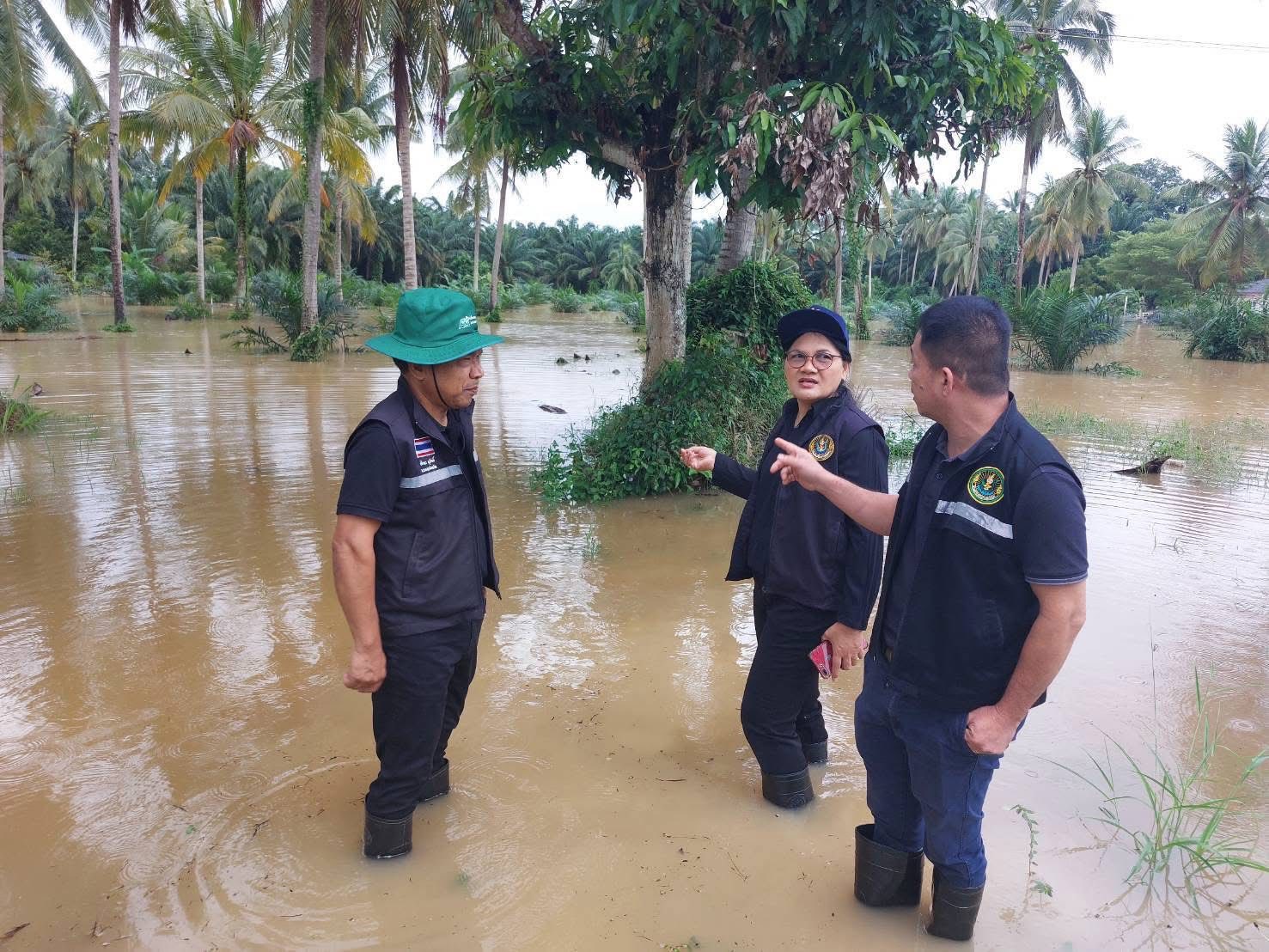 กรมส่งเสริมการเกษตร สนับสนุนการช่วยเหลืออุทกภัยในพื้นที่ อ.หาดใหญ่ และภาคใต้ตอนล่าง ตามข้อสั่งการของท่านรองนายกรัฐมนตรีและรัฐมนตรีว่าการกระทรวงเกษตรและสหกรณ์ 4 588316132 1652314836088892 3434729347974191263 n