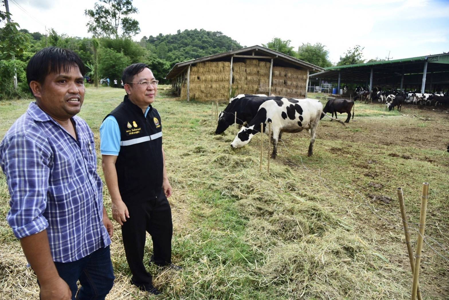 กรมปศุสัตว์ยืนยัน น้ำนมโคสดไทยปลอดภัยทุกหยด คุมเข้มตั้งแต่ฟาร์มถึงผู้บริโภค 4 592168