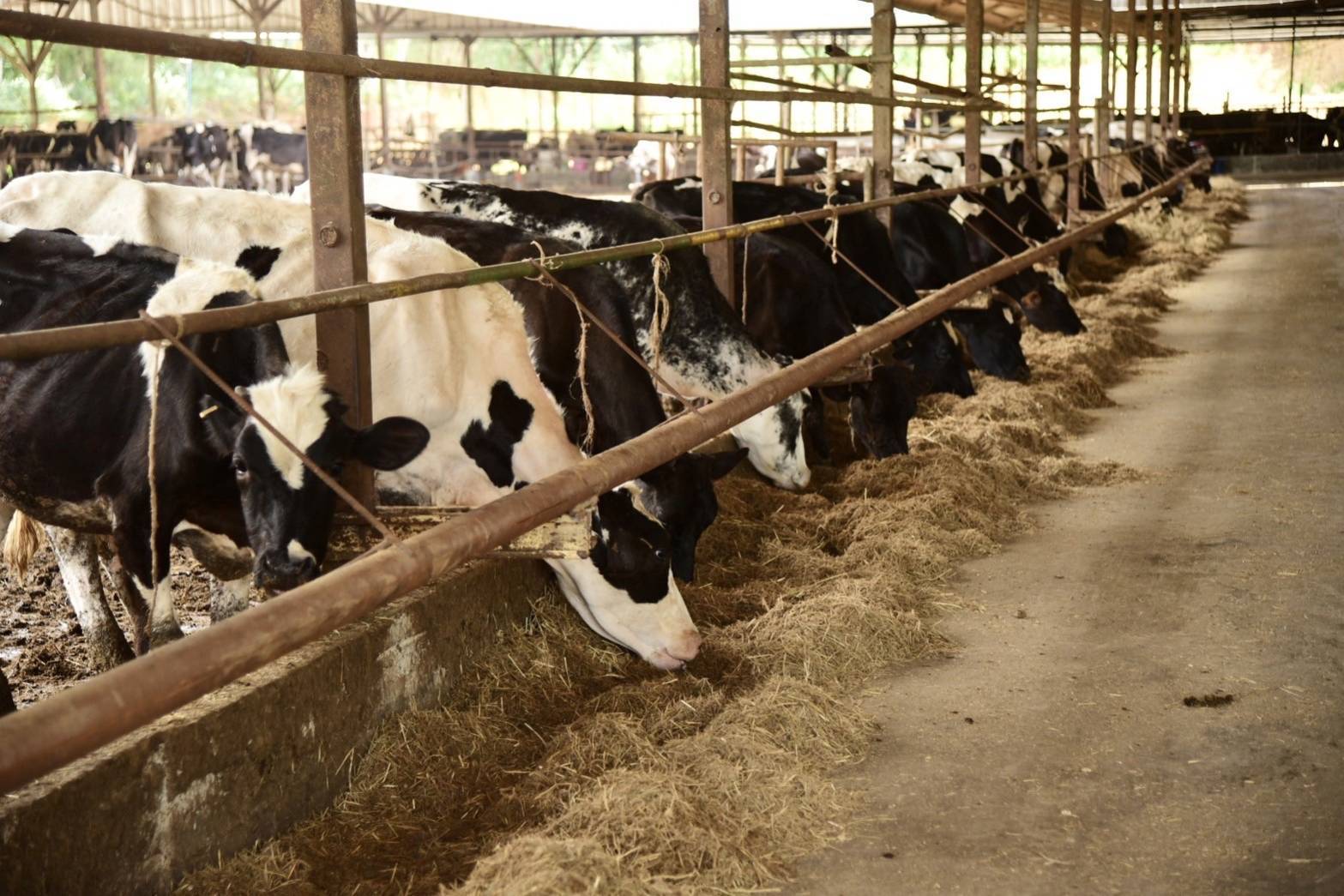 กรมปศุสัตว์ยืนยัน น้ำนมโคสดไทยปลอดภัยทุกหยด คุมเข้มตั้งแต่ฟาร์มถึงผู้บริโภค 6 592178