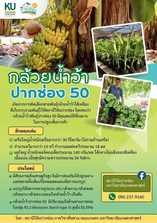 กล้วยน้ำว้าปากช่อง 50 :กล้วยพันธุ์ดีเพื่อการค้า 8 592247623 1657317532255289 3526525713834963619 n
