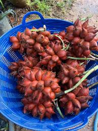 จ.พัทลุง หนุน ‘สละพันธุ์สุมาลี’ พืชเศรษฐกิจสำคัญ ปี 68 สร้างมูลค่ากว่า 203.52 ล้านบาท 7 5 0