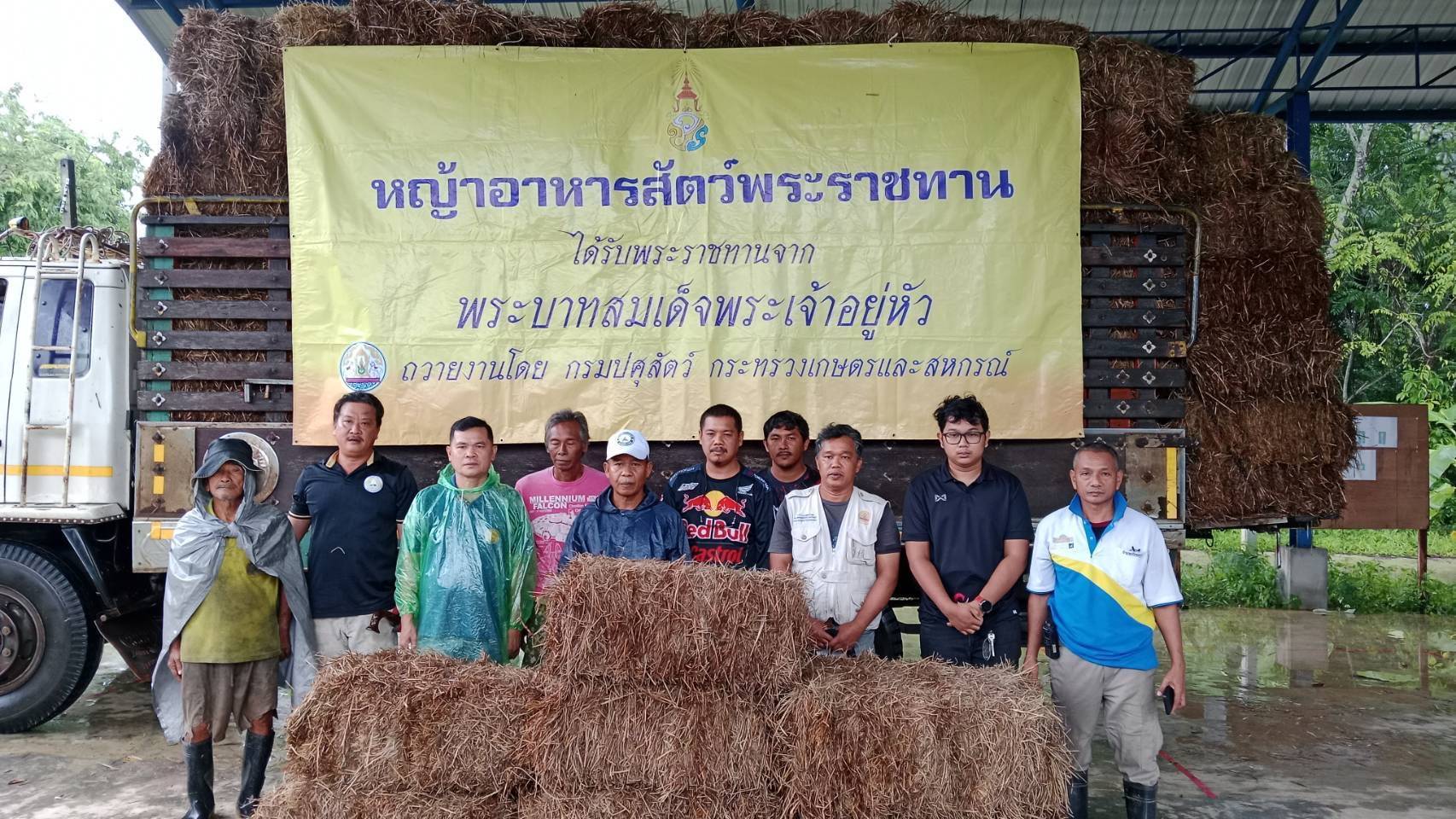 กรมปศุสัตว์เร่งส่งหญ้าอาหารสัตว์พระราชทานช่วยเหลือผู้เลี้ยงสัตว์ที่ได้รับผลกระทบจากสถานการณ์น้ำท่วมในพื้นที่ภาคใต้ 4 630566