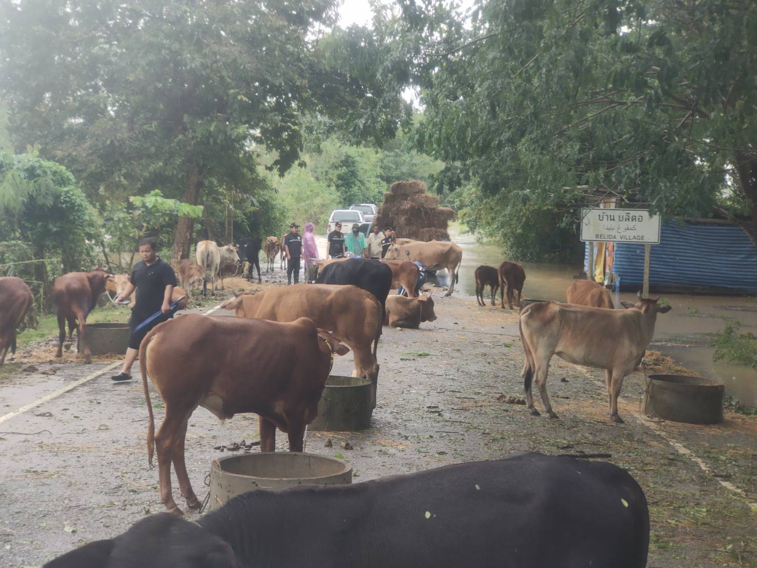 กรมปศุสัตว์เร่งส่งหญ้าอาหารสัตว์พระราชทานช่วยเหลือผู้เลี้ยงสัตว์ที่ได้รับผลกระทบจากสถานการณ์น้ำท่วมในพื้นที่ภาคใต้ 5 630571