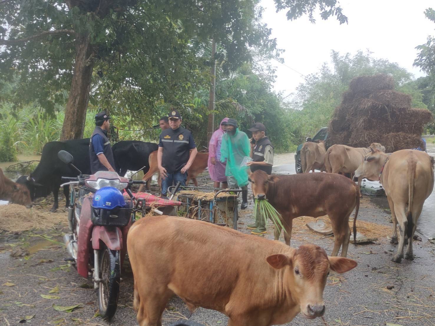 กรมปศุสัตว์เร่งส่งหญ้าอาหารสัตว์พระราชทานช่วยเหลือผู้เลี้ยงสัตว์ที่ได้รับผลกระทบจากสถานการณ์น้ำท่วมในพื้นที่ภาคใต้ 6 630572