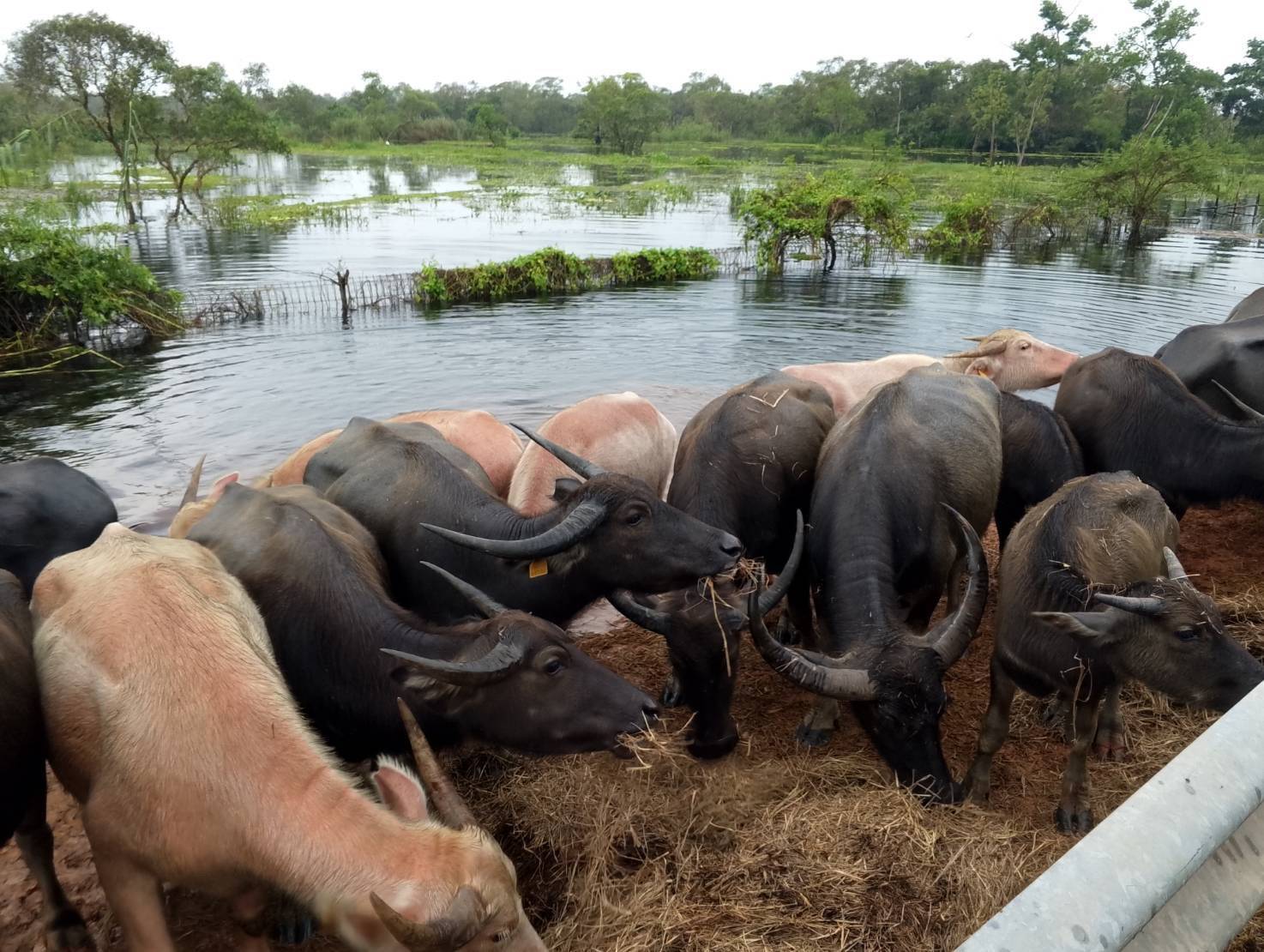 กรมปศุสัตว์เร่งส่งหญ้าอาหารสัตว์พระราชทานช่วยเหลือผู้เลี้ยงสัตว์ที่ได้รับผลกระทบจากสถานการณ์น้ำท่วมในพื้นที่ภาคใต้ 7 630575
