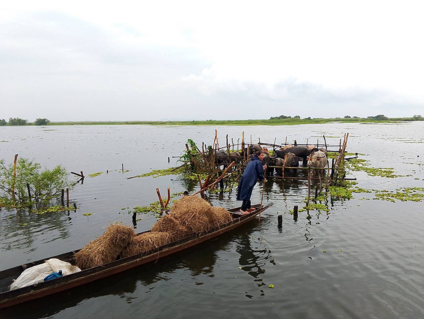 กรมปศุสัตว์เร่งส่งหญ้าอาหารสัตว์พระราชทานช่วยเหลือผู้เลี้ยงสัตว์ที่ได้รับผลกระทบจากสถานการณ์น้ำท่วมในพื้นที่ภาคใต้ 8 630576