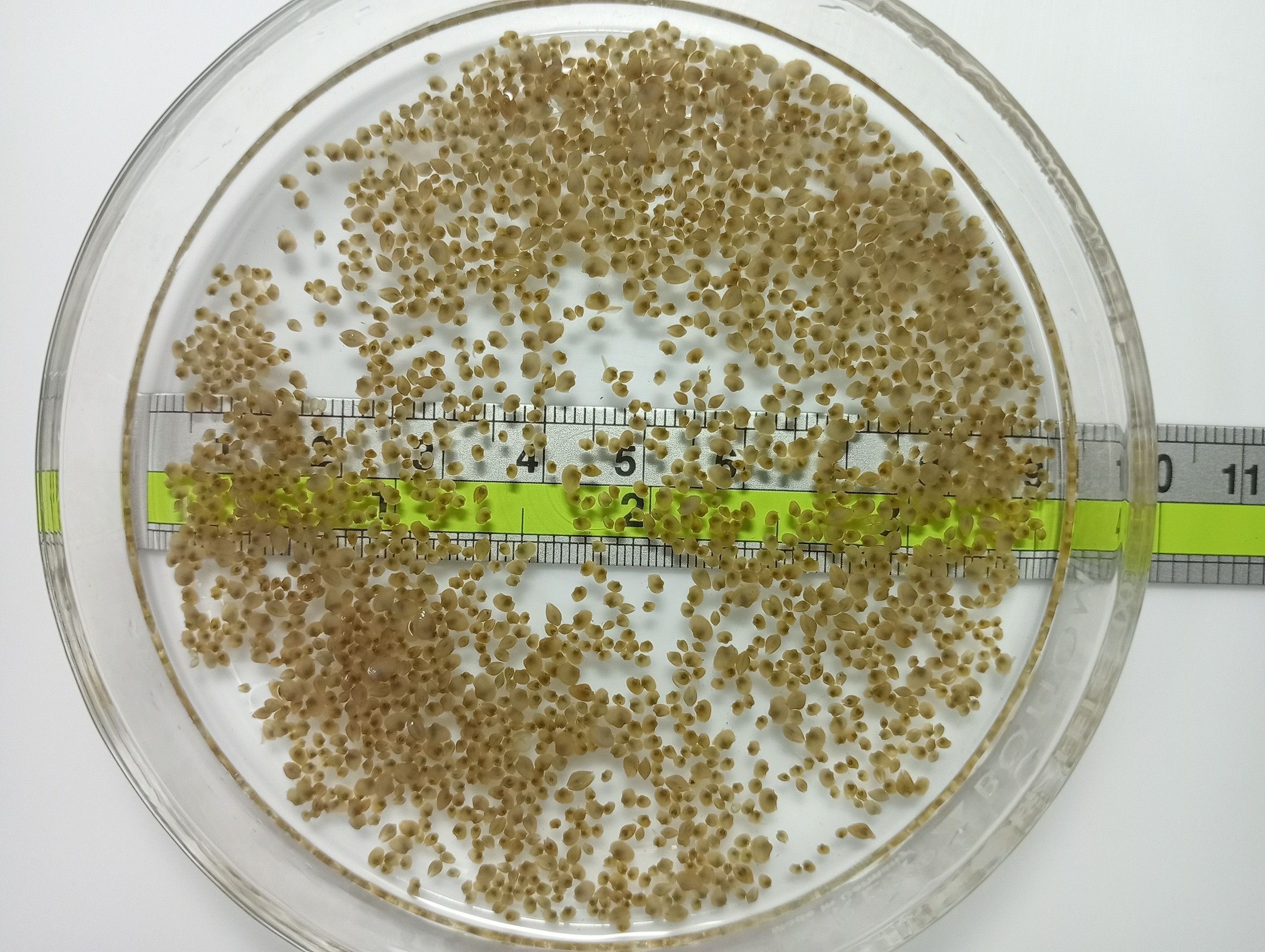 กรมประมง..สุดเจ๋ง ไขรหัสงานวิจัย ปลดล็อกเทคนิคการเพาะเลี้ยง “หอยแครง” สำเร็จเล็งสร้างผลผลิตลูกพันธุ์คุณภาพ ลดการพึ่งพาธรรมชาติ เตรียมต่อยอดสู่เชิงพาณิชย์ 3 644838