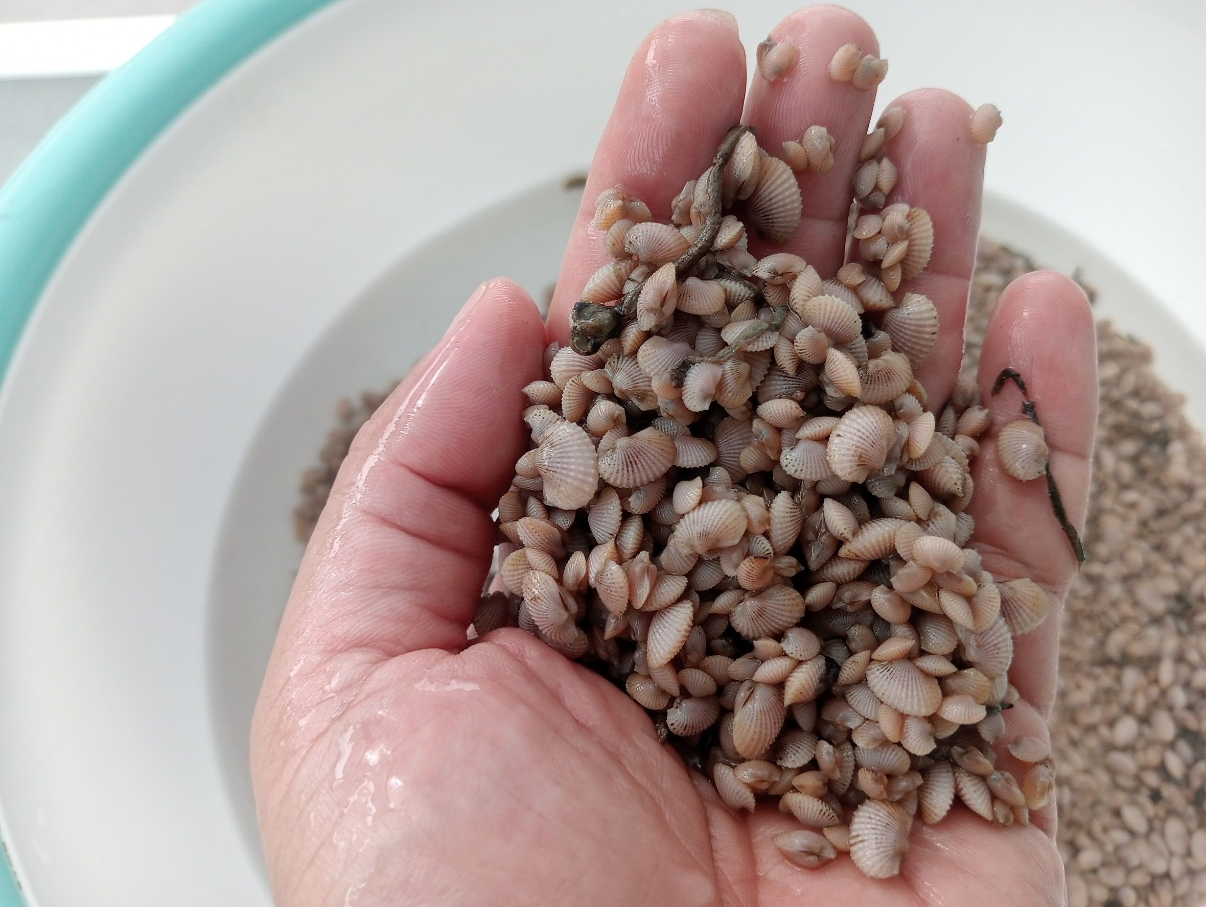 กรมประมง..สุดเจ๋ง ไขรหัสงานวิจัย ปลดล็อกเทคนิคการเพาะเลี้ยง “หอยแครง” สำเร็จเล็งสร้างผลผลิตลูกพันธุ์คุณภาพ ลดการพึ่งพาธรรมชาติ เตรียมต่อยอดสู่เชิงพาณิชย์ 4 644839