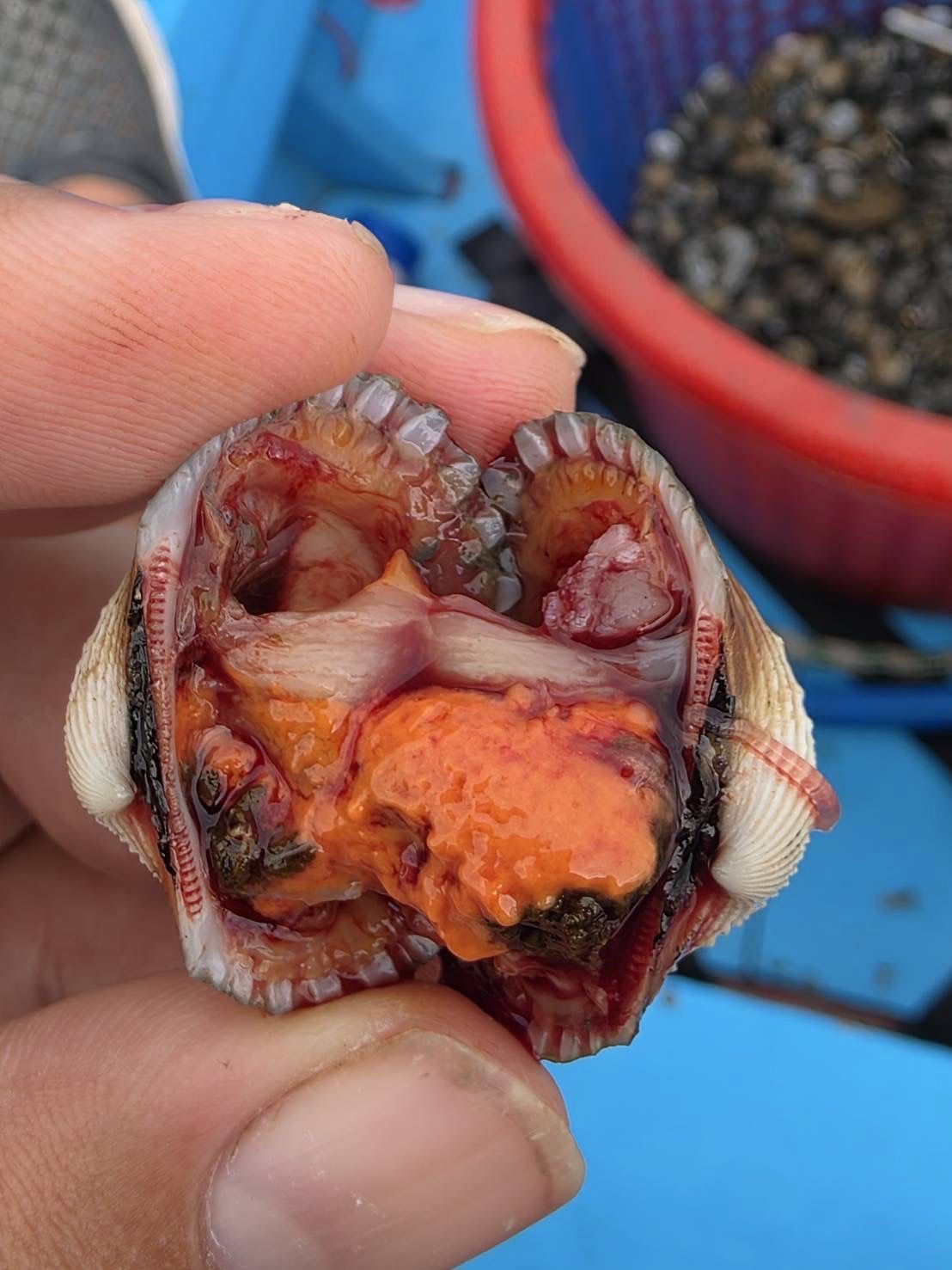 กรมประมง..สุดเจ๋ง ไขรหัสงานวิจัย ปลดล็อกเทคนิคการเพาะเลี้ยง “หอยแครง” สำเร็จเล็งสร้างผลผลิตลูกพันธุ์คุณภาพ ลดการพึ่งพาธรรมชาติ เตรียมต่อยอดสู่เชิงพาณิชย์ 5 644840