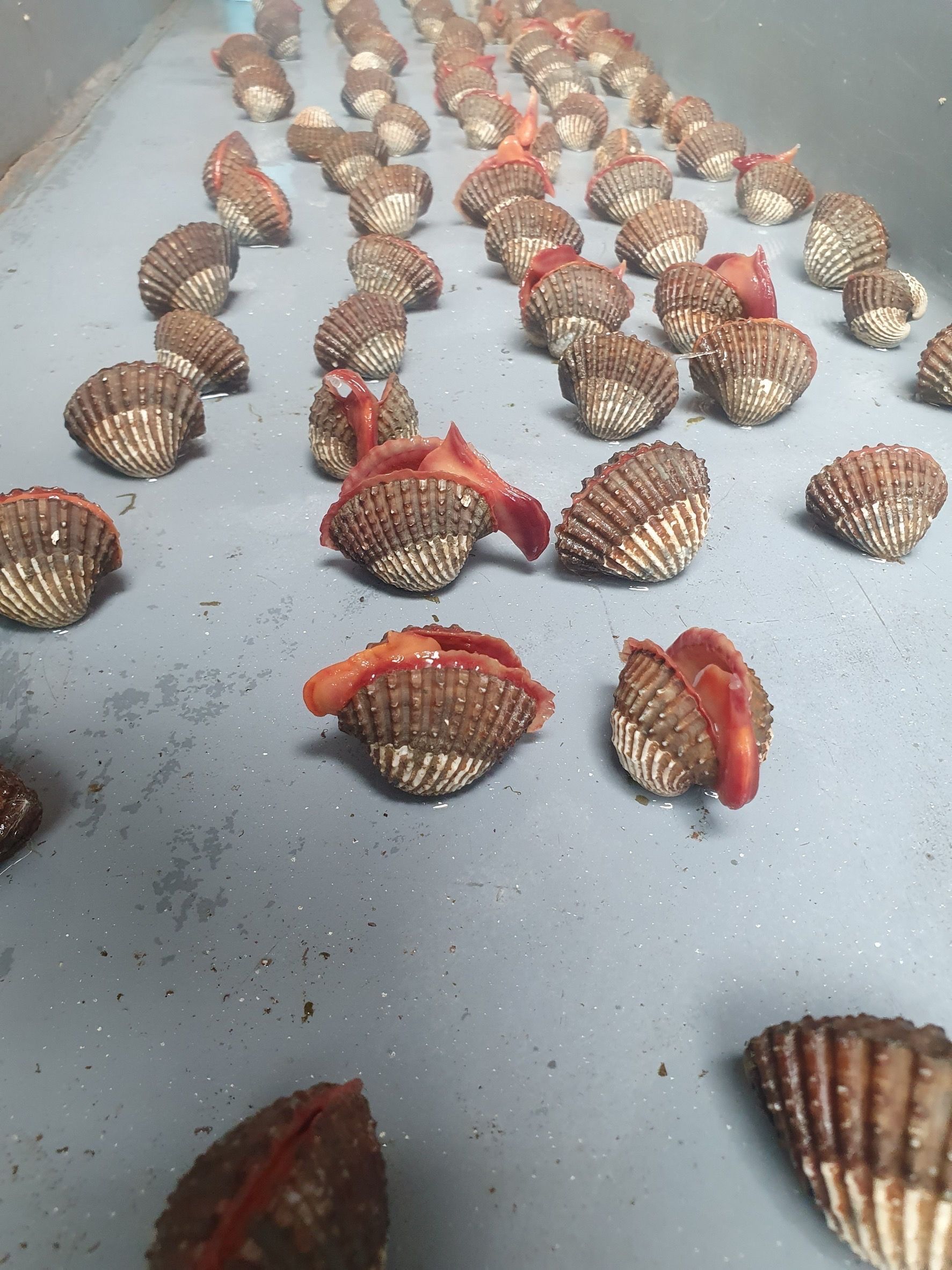 กรมประมง..สุดเจ๋ง ไขรหัสงานวิจัย ปลดล็อกเทคนิคการเพาะเลี้ยง “หอยแครง” สำเร็จเล็งสร้างผลผลิตลูกพันธุ์คุณภาพ ลดการพึ่งพาธรรมชาติ เตรียมต่อยอดสู่เชิงพาณิชย์ 6 644841