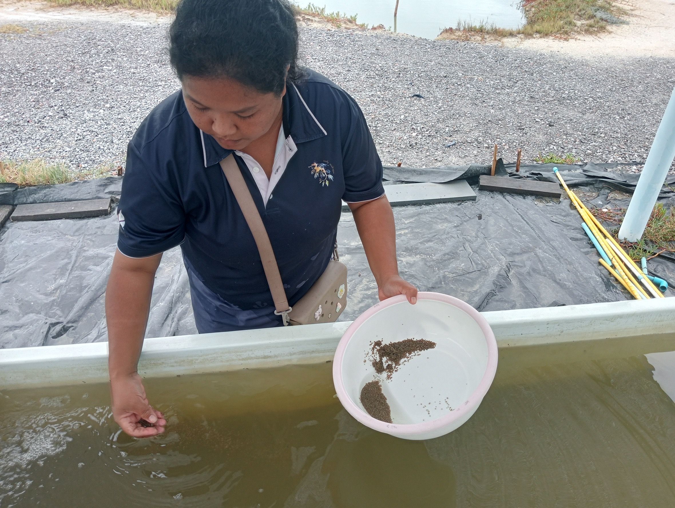 กรมประมง..สุดเจ๋ง ไขรหัสงานวิจัย ปลดล็อกเทคนิคการเพาะเลี้ยง “หอยแครง” สำเร็จเล็งสร้างผลผลิตลูกพันธุ์คุณภาพ ลดการพึ่งพาธรรมชาติ เตรียมต่อยอดสู่เชิงพาณิชย์ 7 644842