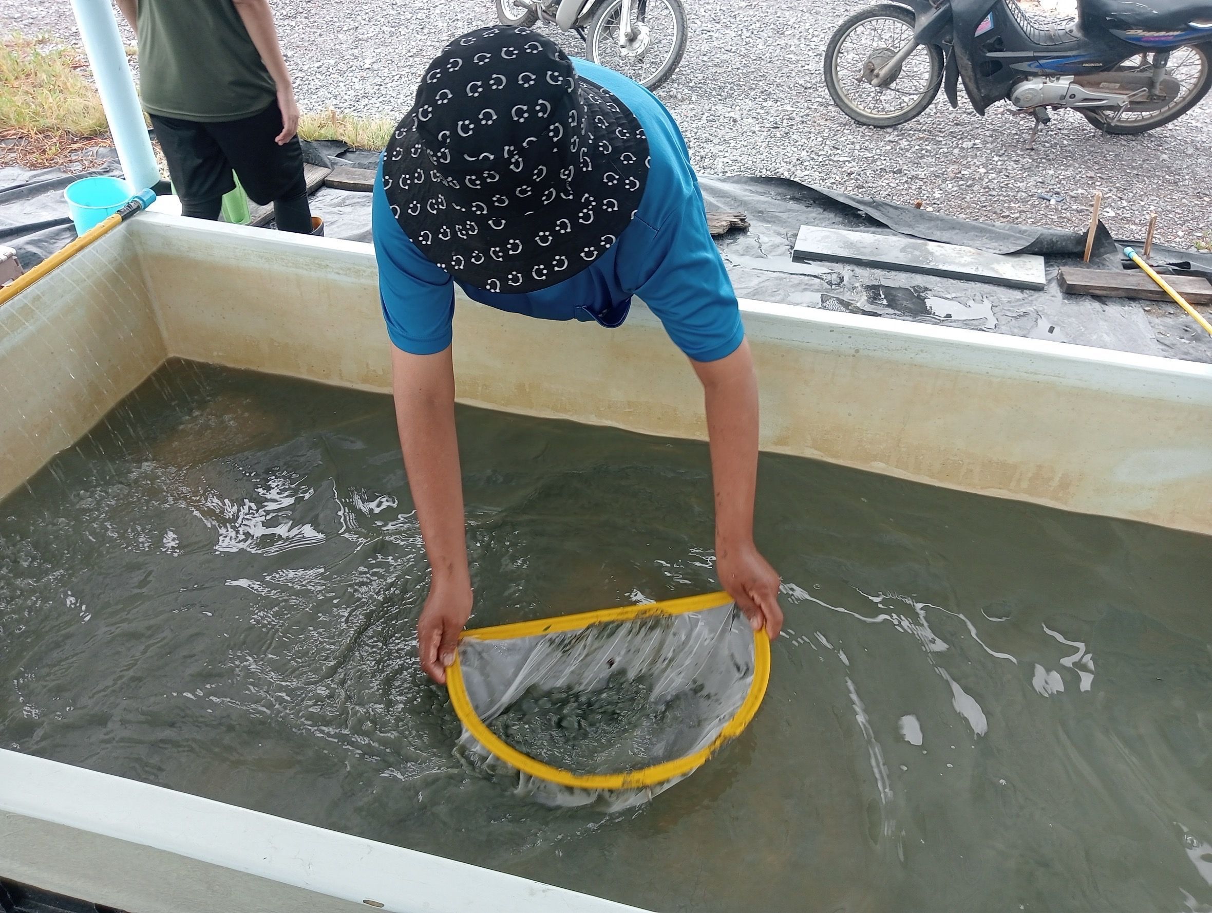 กรมประมง..สุดเจ๋ง ไขรหัสงานวิจัย ปลดล็อกเทคนิคการเพาะเลี้ยง “หอยแครง” สำเร็จเล็งสร้างผลผลิตลูกพันธุ์คุณภาพ ลดการพึ่งพาธรรมชาติ เตรียมต่อยอดสู่เชิงพาณิชย์ 8 644843