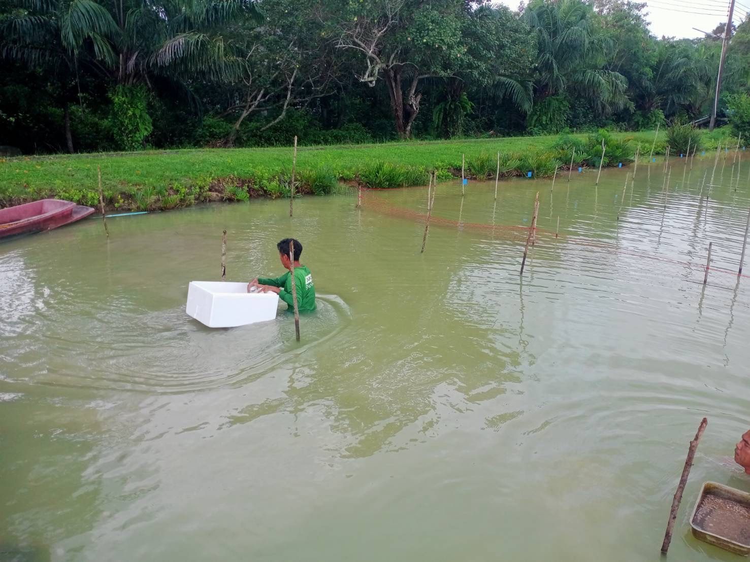 กรมประมง..สุดเจ๋ง ไขรหัสงานวิจัย ปลดล็อกเทคนิคการเพาะเลี้ยง “หอยแครง” สำเร็จเล็งสร้างผลผลิตลูกพันธุ์คุณภาพ ลดการพึ่งพาธรรมชาติ เตรียมต่อยอดสู่เชิงพาณิชย์ 11 644846