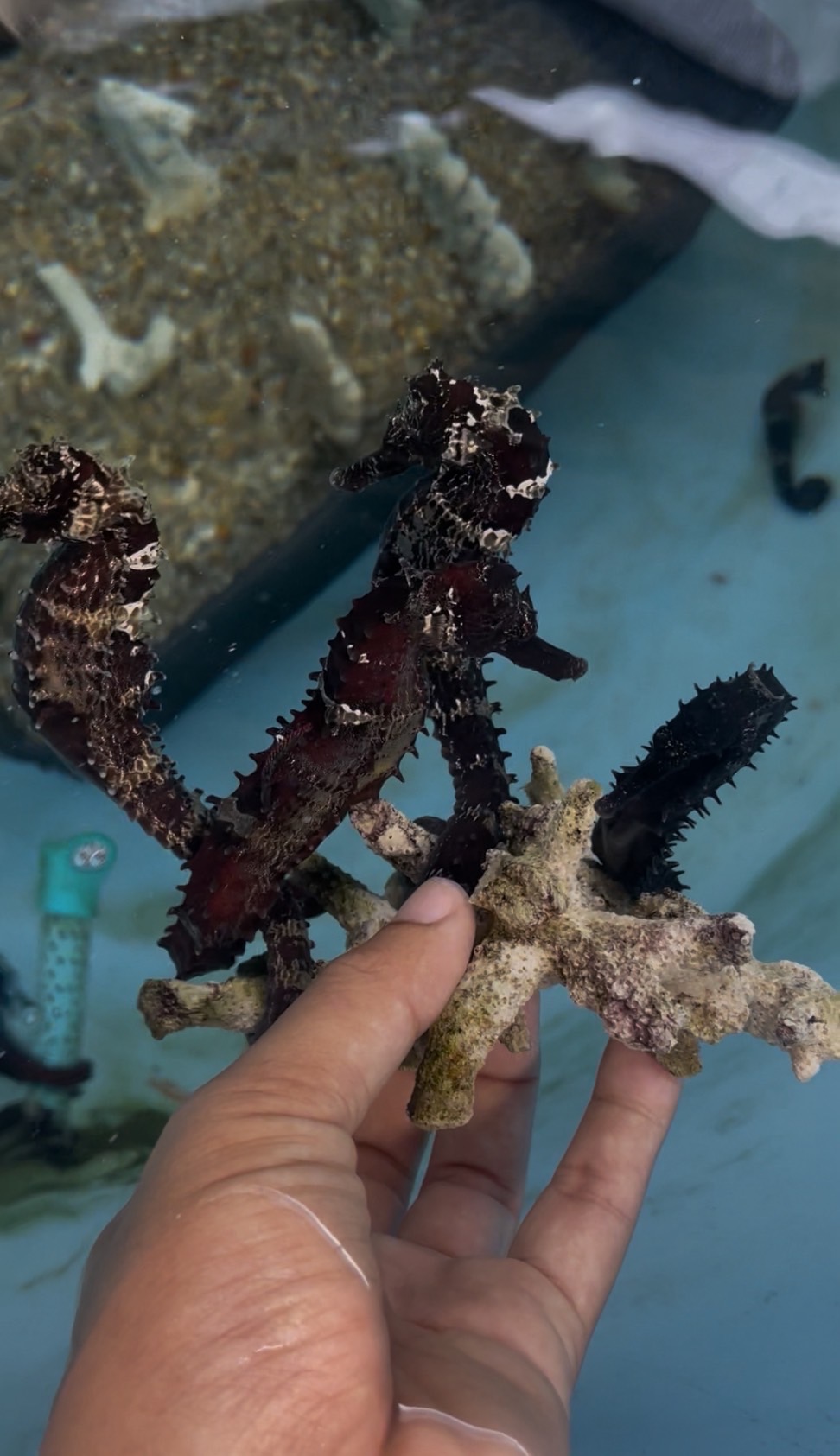 ก.เกษตรฯ เดินหน้าเจรจา ดัน “ม้าน้ำตากแห้ง” กลับเข้าสู่ตลาดจีนอีกครั้ง หลังกรมประมงเพิ่มศักยภาพการเพาะเลี้ยงเชิงพาณิชย์หนุนสร้างโอกาสทางเศรษฐกิจให้เกษตรกรไทย 9 659856