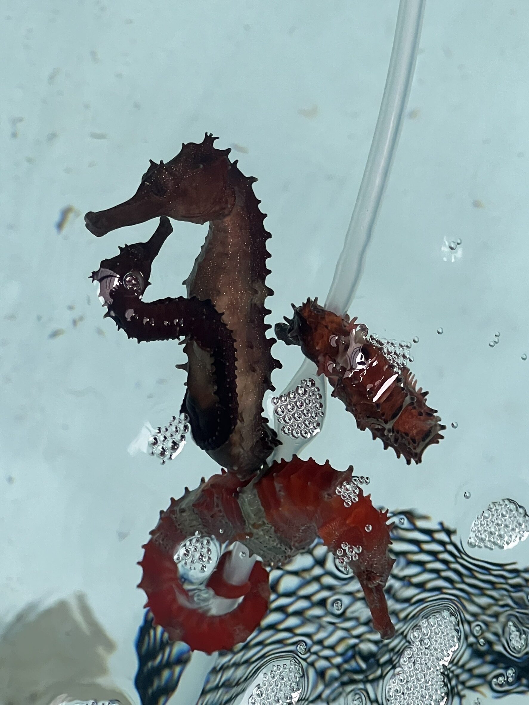 ก.เกษตรฯ เดินหน้าเจรจา ดัน “ม้าน้ำตากแห้ง” กลับเข้าสู่ตลาดจีนอีกครั้ง หลังกรมประมงเพิ่มศักยภาพการเพาะเลี้ยงเชิงพาณิชย์หนุนสร้างโอกาสทางเศรษฐกิจให้เกษตรกรไทย 10 659857 rotated