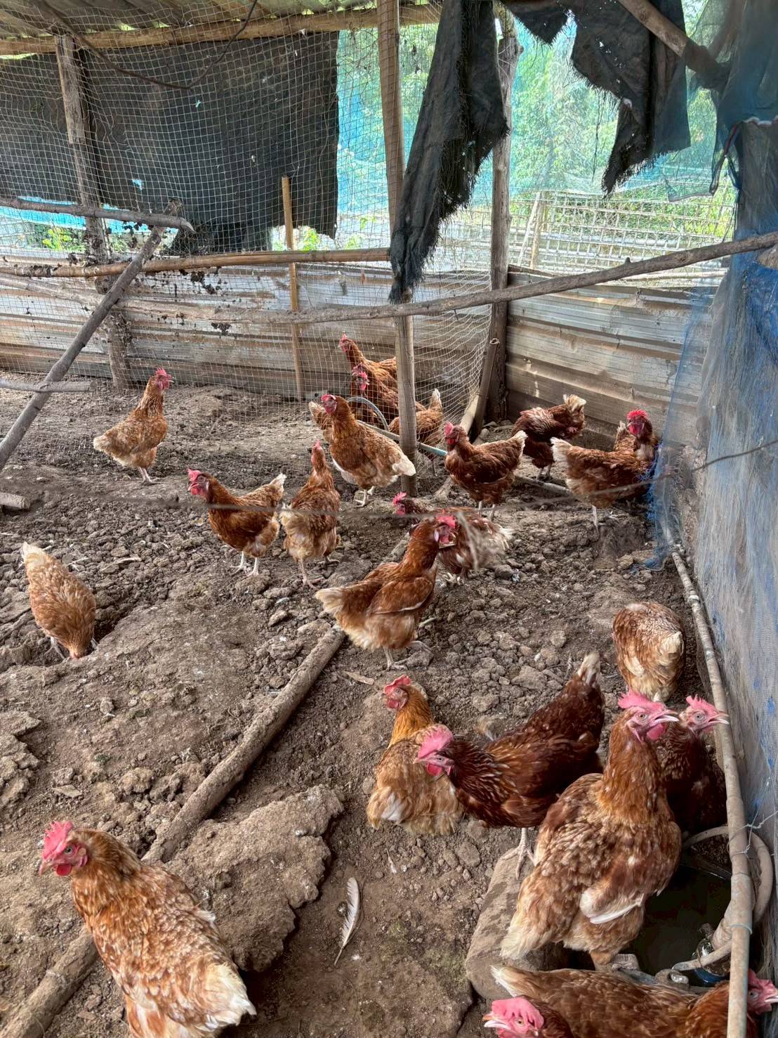 สศก. ชูผลประเมิน 699449 0