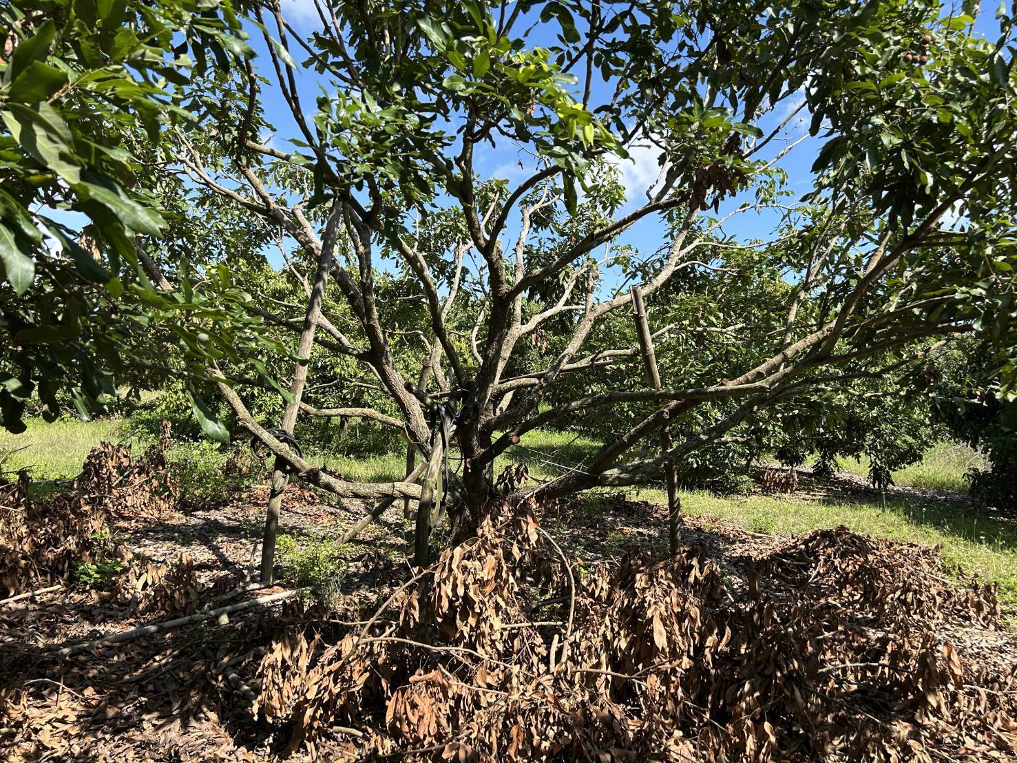 กรมส่งเสริมการเกษตร ชวนชาวสวนลำไย 8 จังหวัดภาคเหนือ ตรวจสอบสิทธิ์เข้าร่วมโครงการฟื้นฟูสวนลำไยฯ ไร่ละ 1,000 บาท ไม่เกิน 10 ไร่ เริ่มรับสมัคร 25 พ.ย. – 10 ธ.ค. 68 นี้ 4 872095
