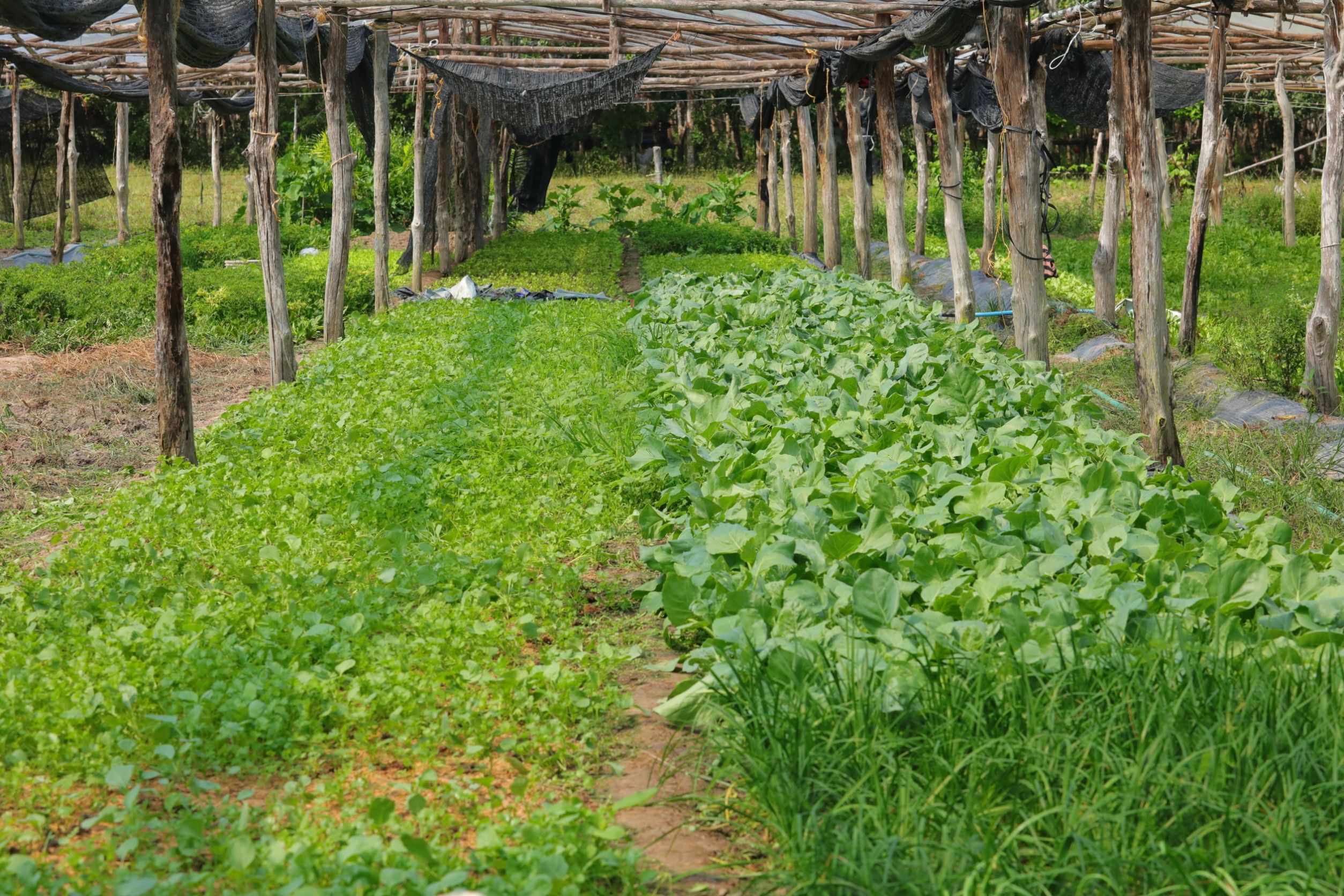 ส.ป.ก.นครพนม มุ่งเน้นการ 969638