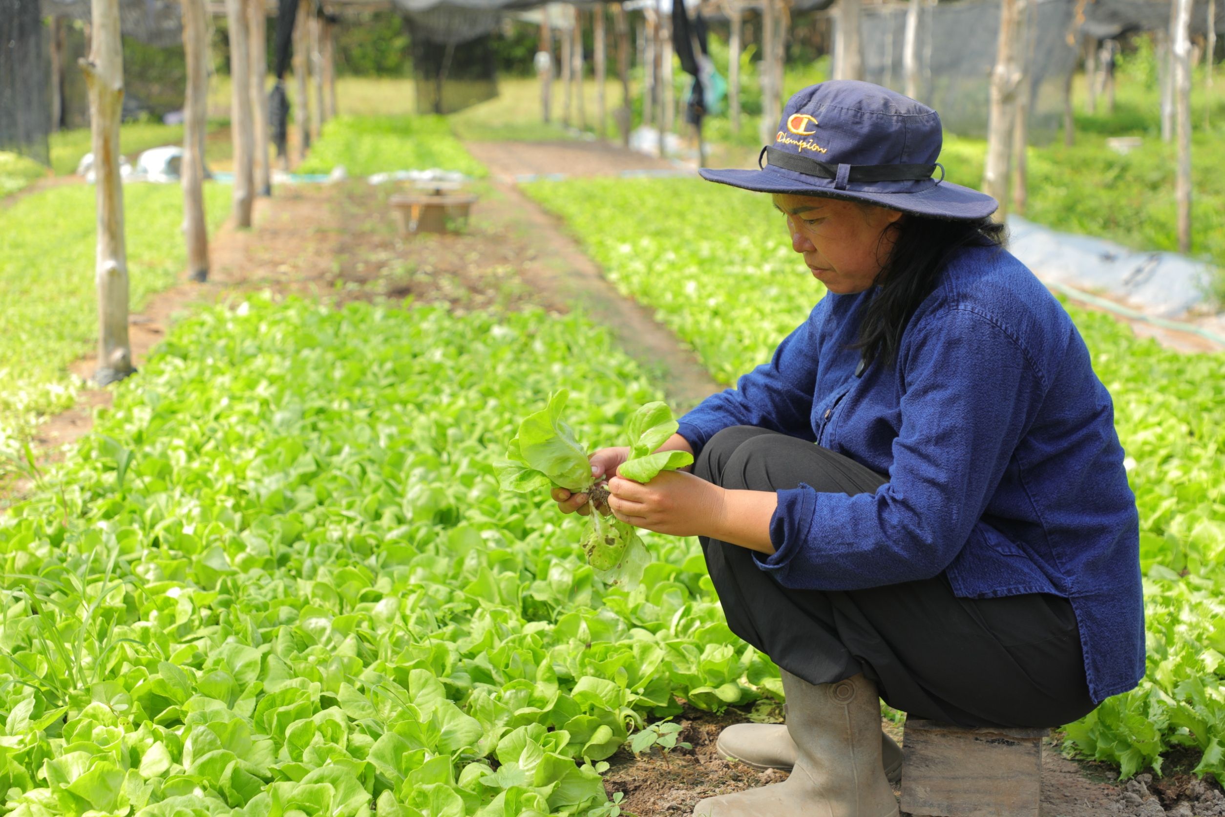 ส.ป.ก.นครพนม มุ่งเน้นการ 969639