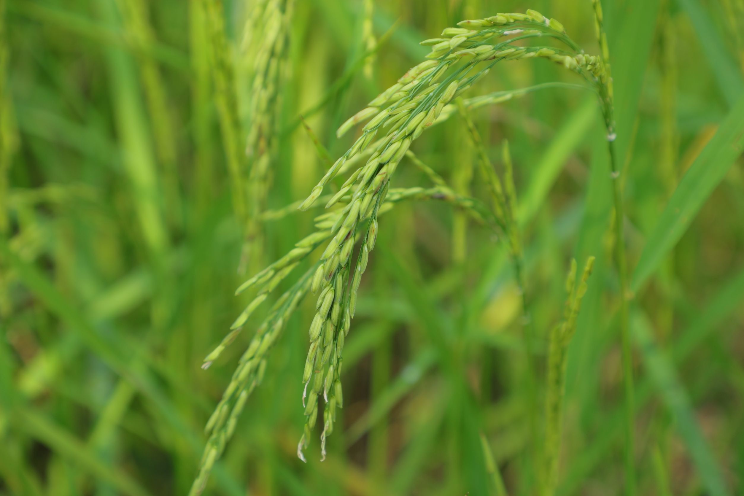 ส.ป.ก.นครพนม มุ่งเน้นการ 969640